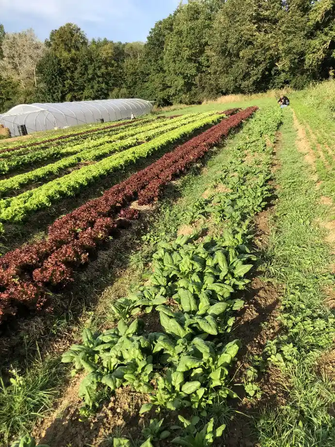 Plantations dans le champs