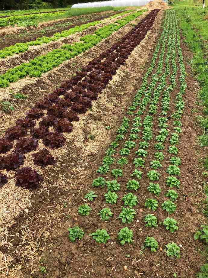 Rangées de plantation dans les Jardins de la Vecquée