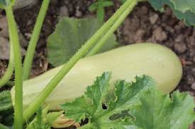 Courgette libanaise 500g