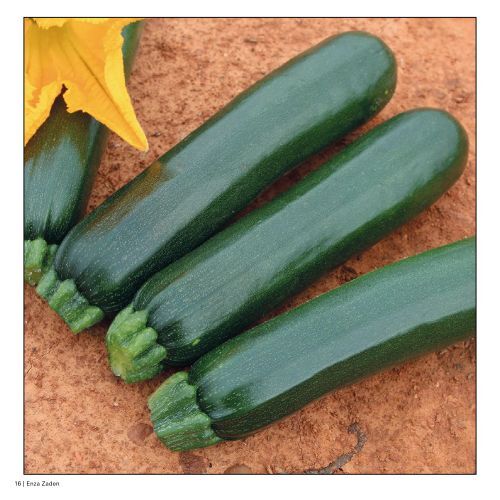 Courgette 500g