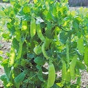 Pois Mange-tout 250g