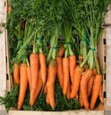 Carottes baby botte