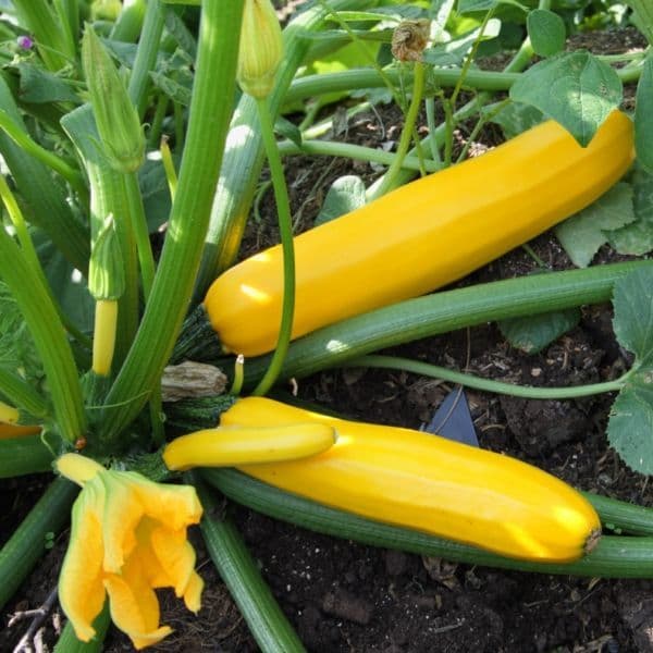 Courgette Jaune 500g