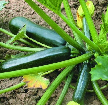 Courgette 500g