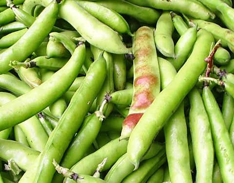 Fèves des Marais 500g
