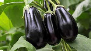 Aubergine 500g