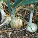 Oignons frais Cénol (doux) 1Kg