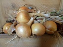Oignon frais Jaune 1kg