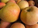 Pomme Boskoop Kg