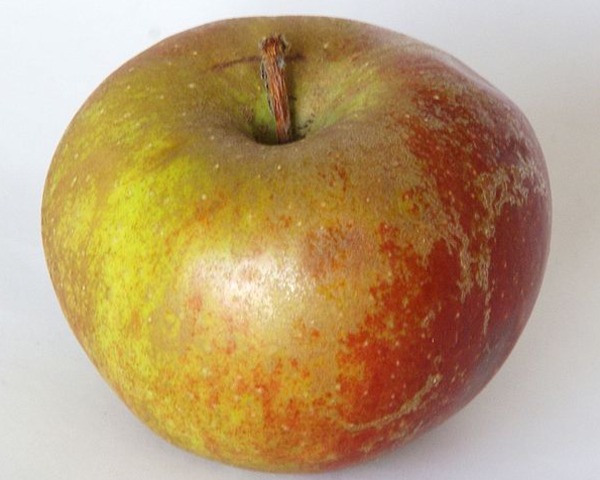 Pomme Boskoop Kg