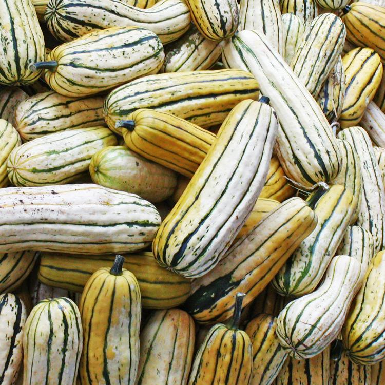 Courge Délicata Pce
