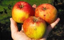 Pomme Reinette Descardre Kg