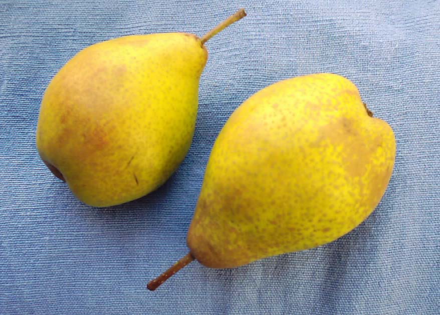 Poire Légipont Kg