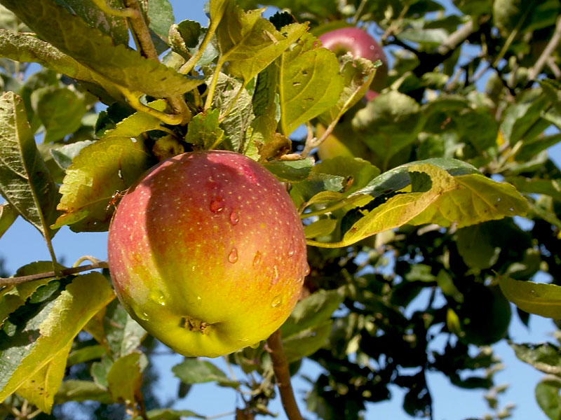 Pomme Belle-Fleur Double Kg