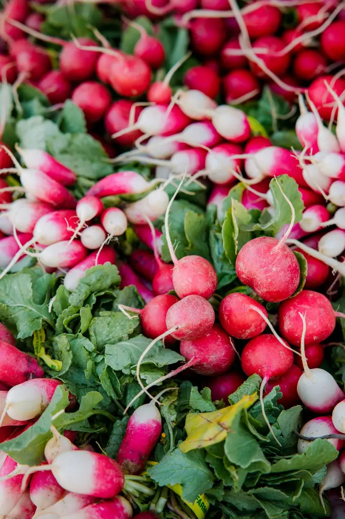 unsplash_Q5wFjKYM-Sk_radish.webp