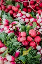 unsplash_Q5wFjKYM-Sk_radish.webp
