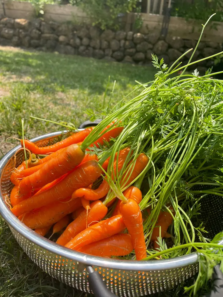 unsplash_a-F2ncTyqfw_small carrots.jpg.webp