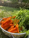 unsplash_a-F2ncTyqfw_small carrots.jpg.webp
