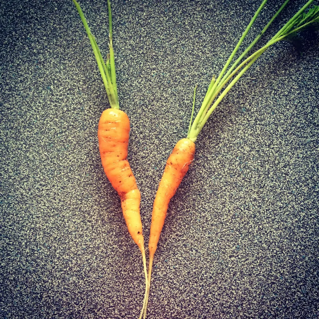 unsplash_H6S9tqXEUmk_small carrots.webp
