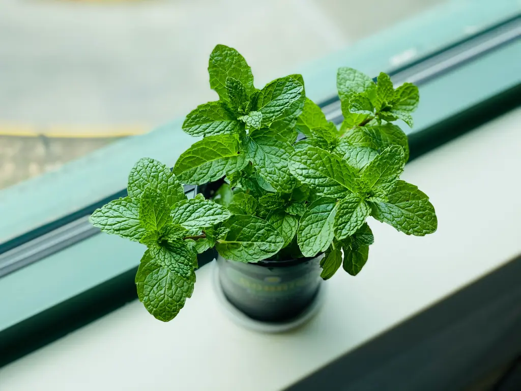 unsplash_IytUViSv3GQ_green mint bunch.webp