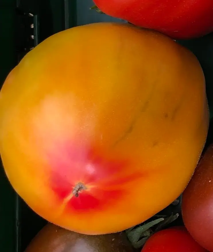 ananas2.webp