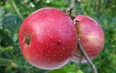 Pomme Reinette Etoilée Kg