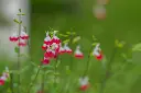 unsplash_RcrIA46_mVY_salvia Hot Lips.webp