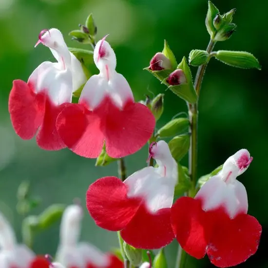 Sauge Hot Lips.webp