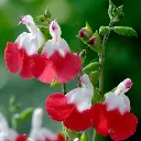 Sauge Hot Lips.webp