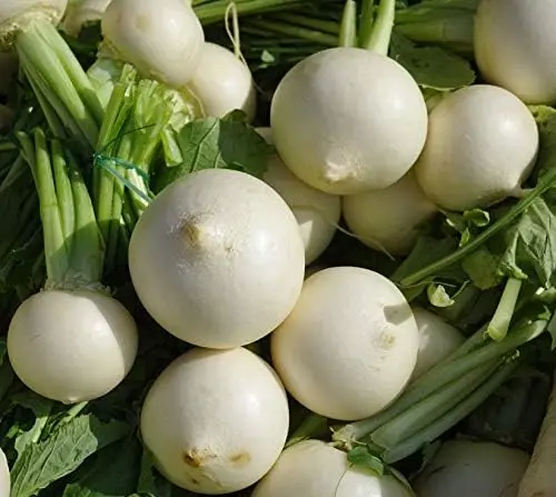 RAbioles Blanc.webp