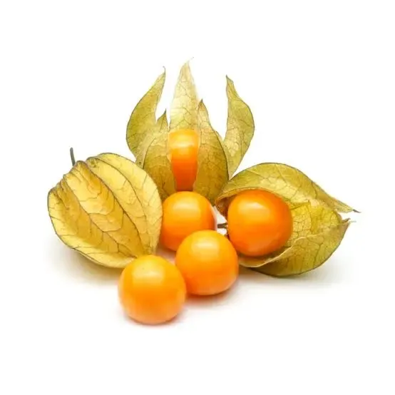 Coqueret du pérou.webp
