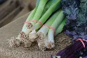 unsplash_TvCCDirKr6A_young leek.webp
