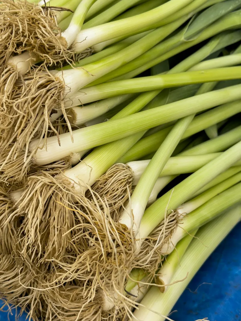unsplash_Jbhq81tXs3M_young leek.webp