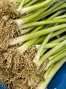 unsplash_Jbhq81tXs3M_young leek.webp