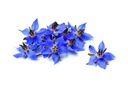 Fleurs de bourrache 10 p