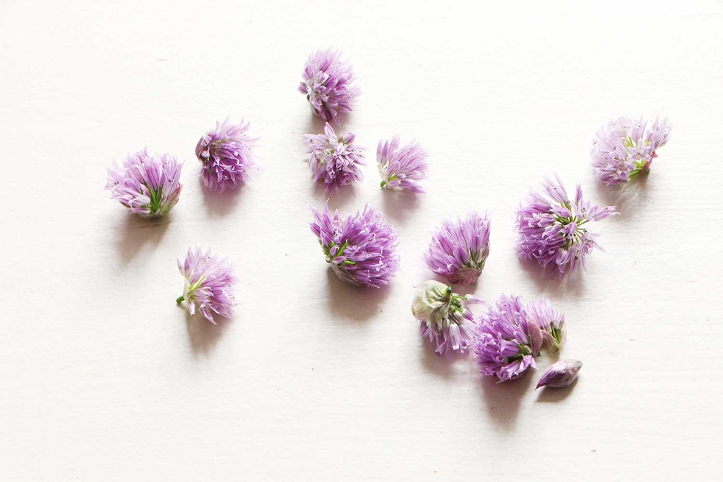 Fleurs de ciboulette 10 p