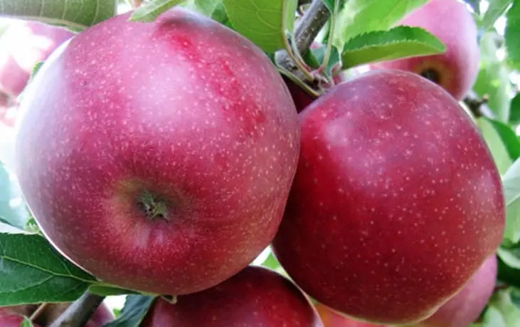 Pomme Jonaprince 1Kg 