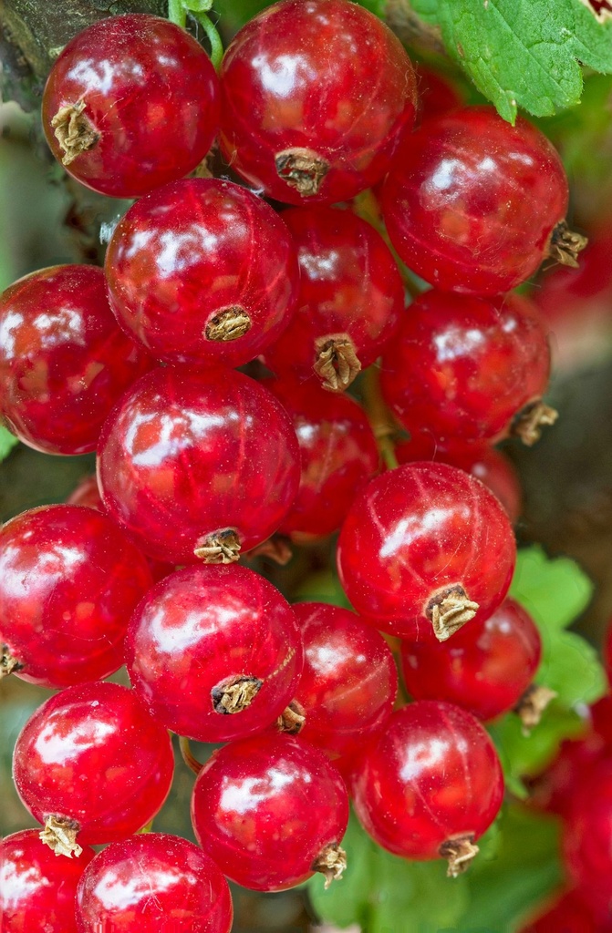 Groseilles rouges 250g 