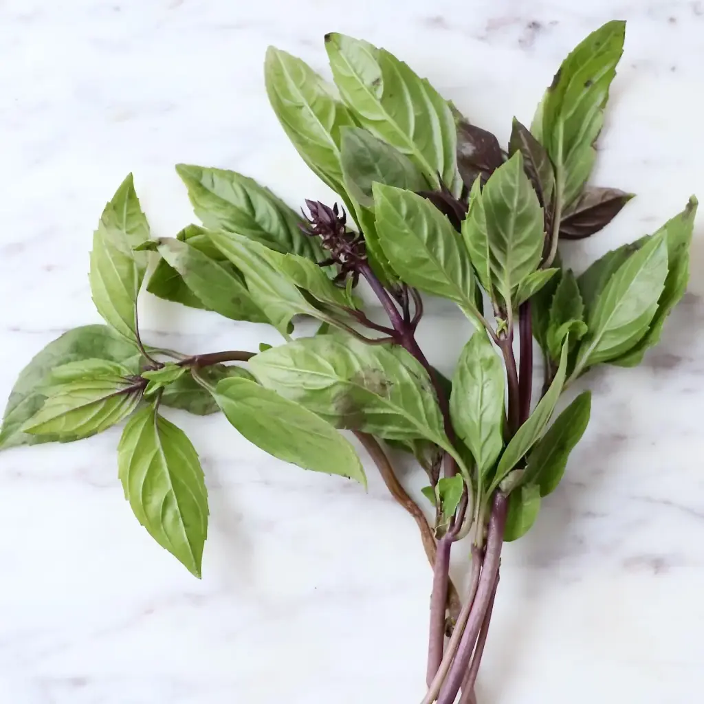 Basilic Thaï bouquet 