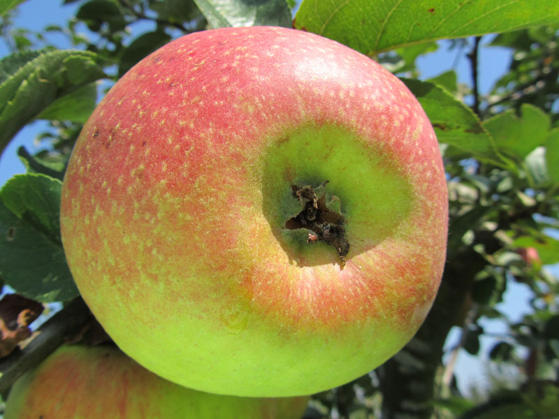 Pomme Belle-Fleur Simple Kg 