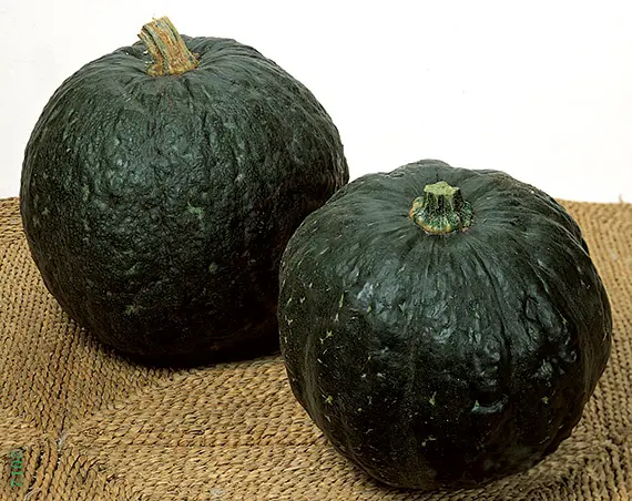 Potiron vert Iron Cup Pce(~2,2kg)