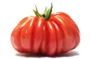 Plant Tomate 'Coeur de Boeuf' Rouge -1P Précommande (Mai) 