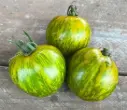Plant Tomate 'Green Zebra'-1P Précommande (Mai)  