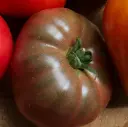 Plant Tomate 'Noire de Crimée' -1P 