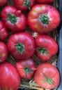 Plant Tomate 'Rose de Berne' -1P  