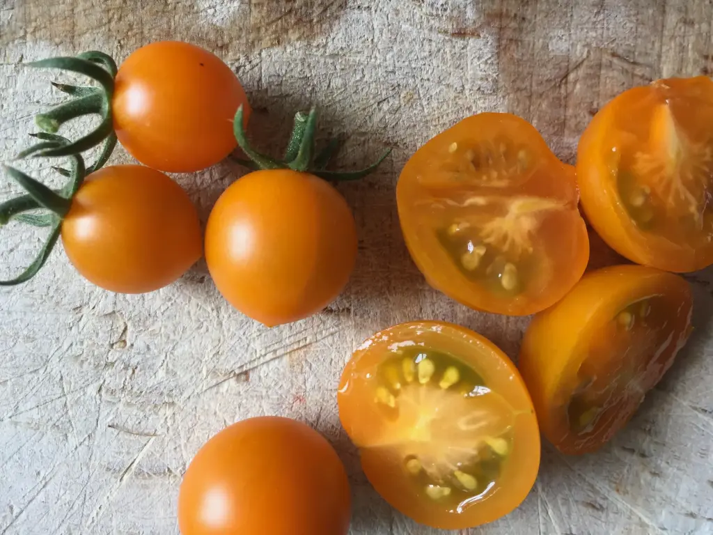 Plant Tomate cerise 'Toronjina orange' -1P