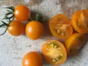 Plant Tomate cerise 'Toronjina orange' -1P
