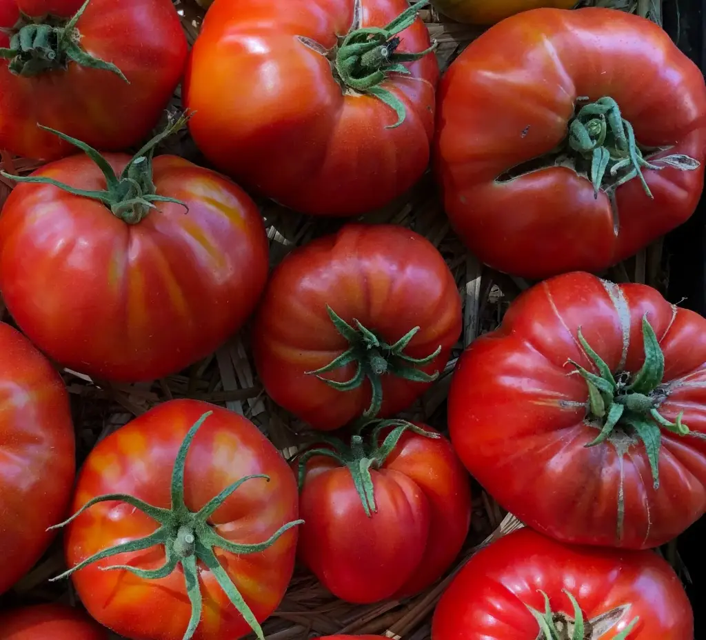 Plant Tomate 'Triomphe de Liège' -1P  
