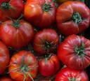 Plant Tomate 'Triomphe de Liège' -1P  