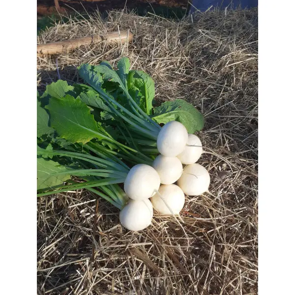 Navet blanc primeur botte